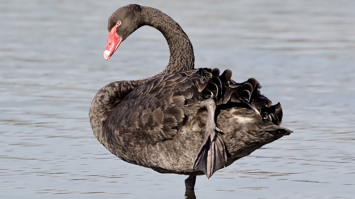 Black Swan - ML646324645