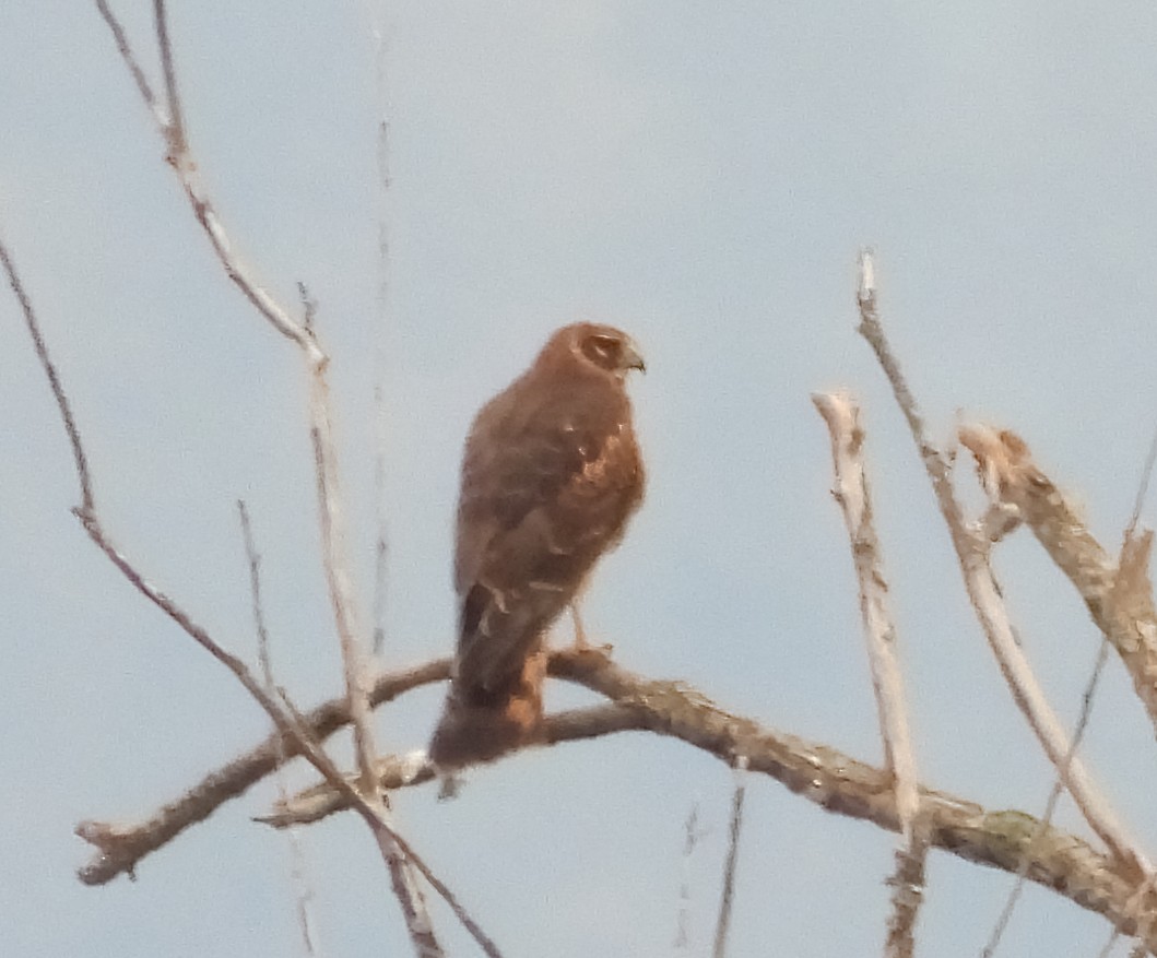 Northern Harrier - ML646324646