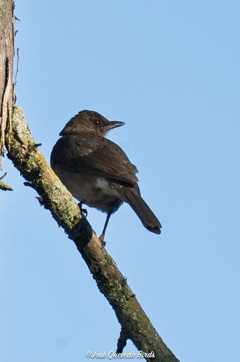 Черноклювый дрозд - ML646324647