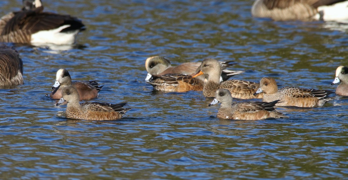 赤頸鴨 - ML646324649