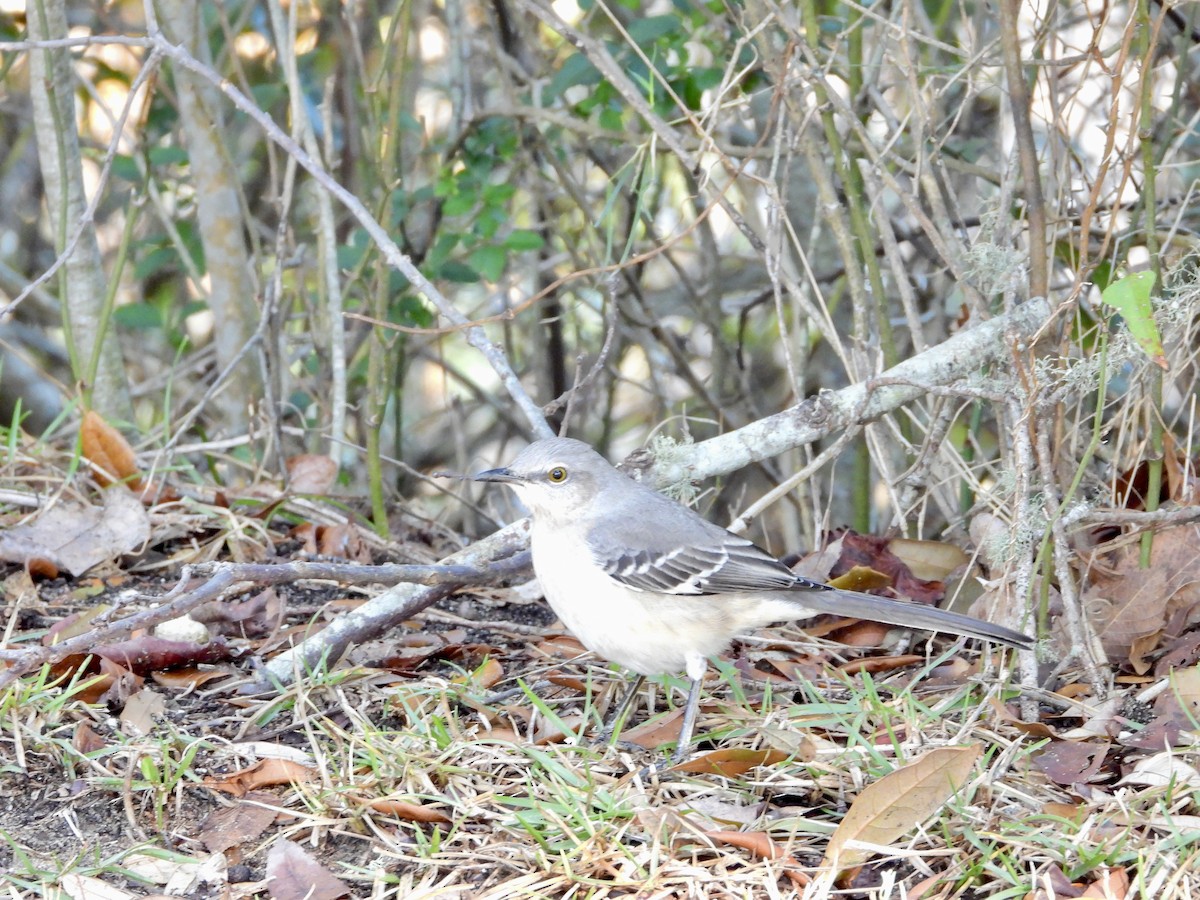 Northern Mockingbird - ML646324651