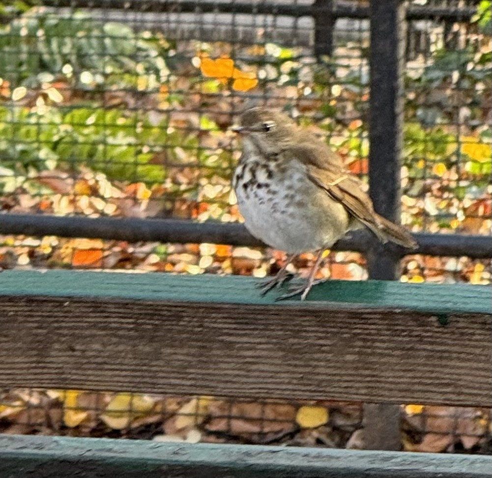 Hermit Thrush - ML646324657
