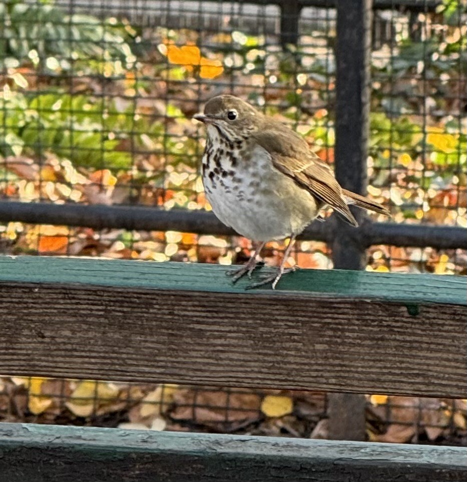 Hermit Thrush - ML646324658