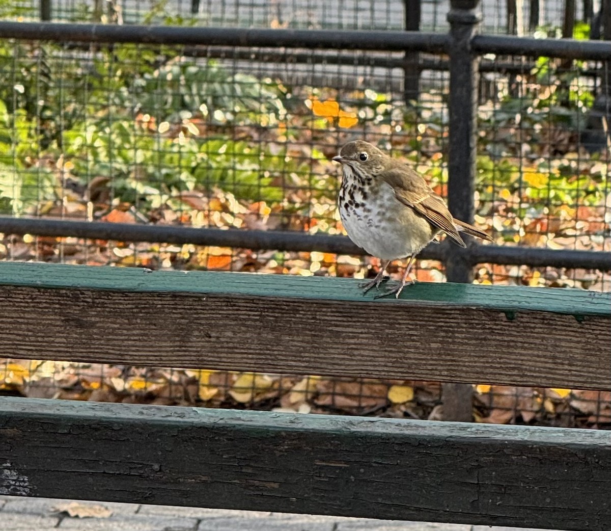 Hermit Thrush - ML646324659