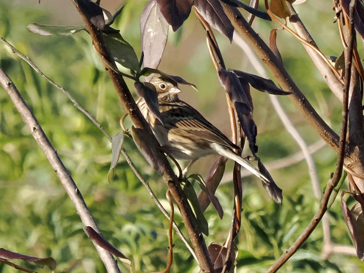 Vesper Sparrow - ML646324660