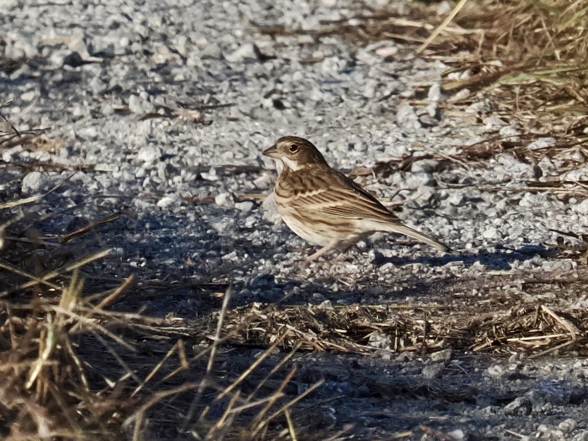 Vesper Sparrow - ML646324661