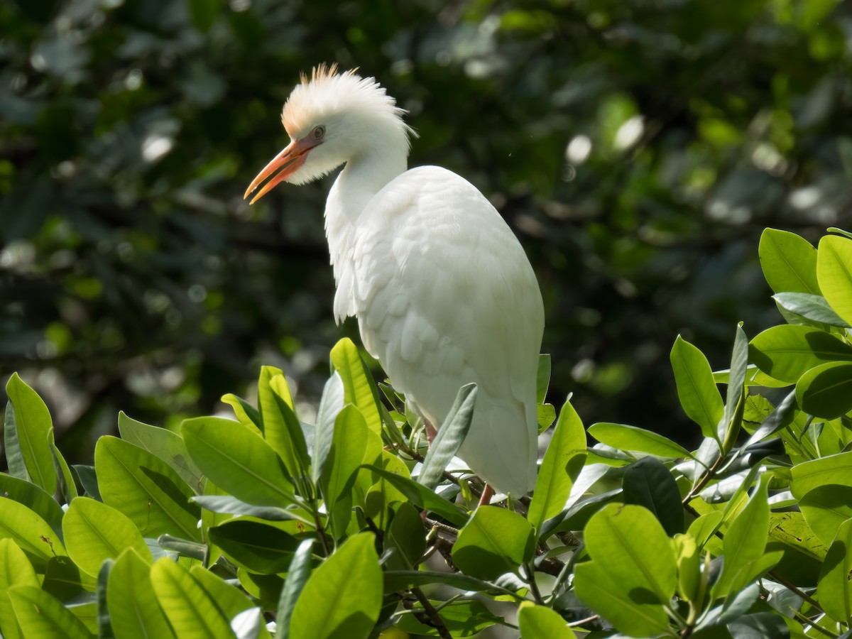 Western Cattle-Egret - ML646324663