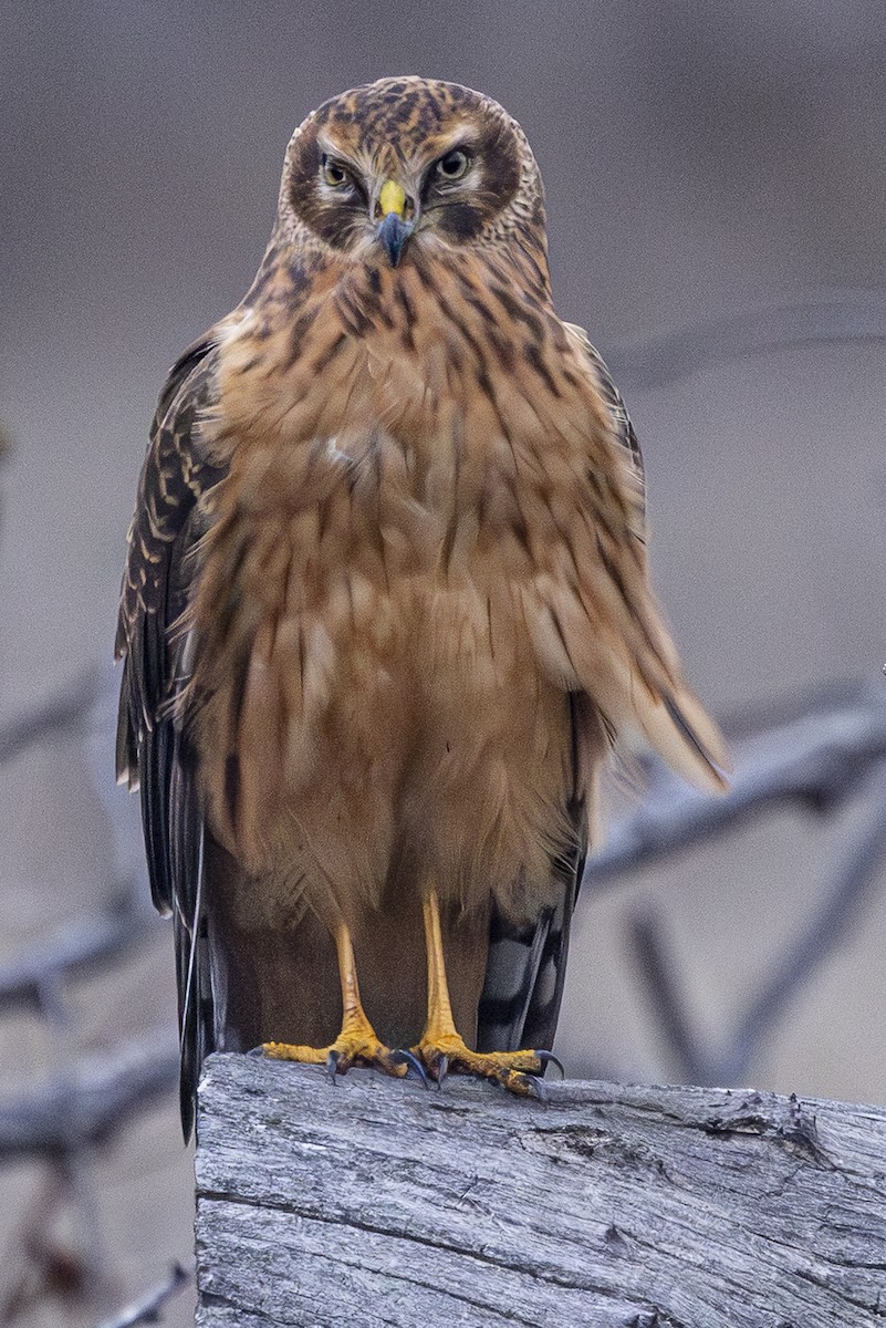 Northern Harrier - ML646324667