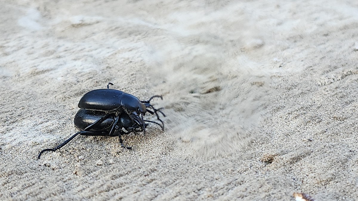 Animals - ML646324669