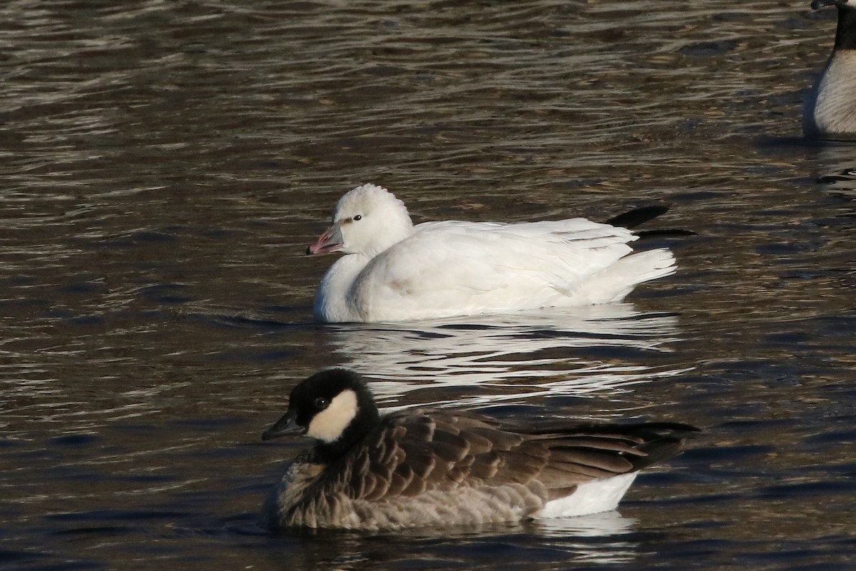 Ross's Goose - ML646324670