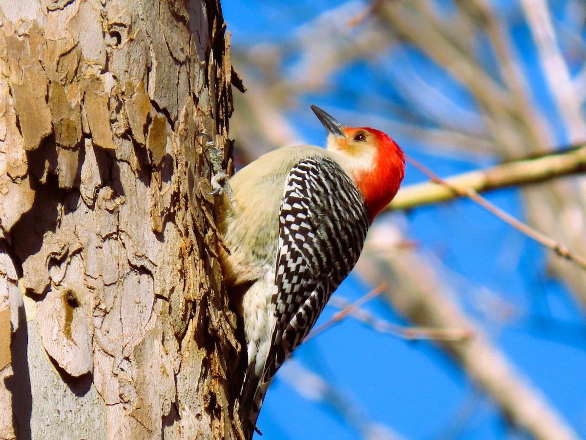 Red-bellied Woodpecker - ML646324671