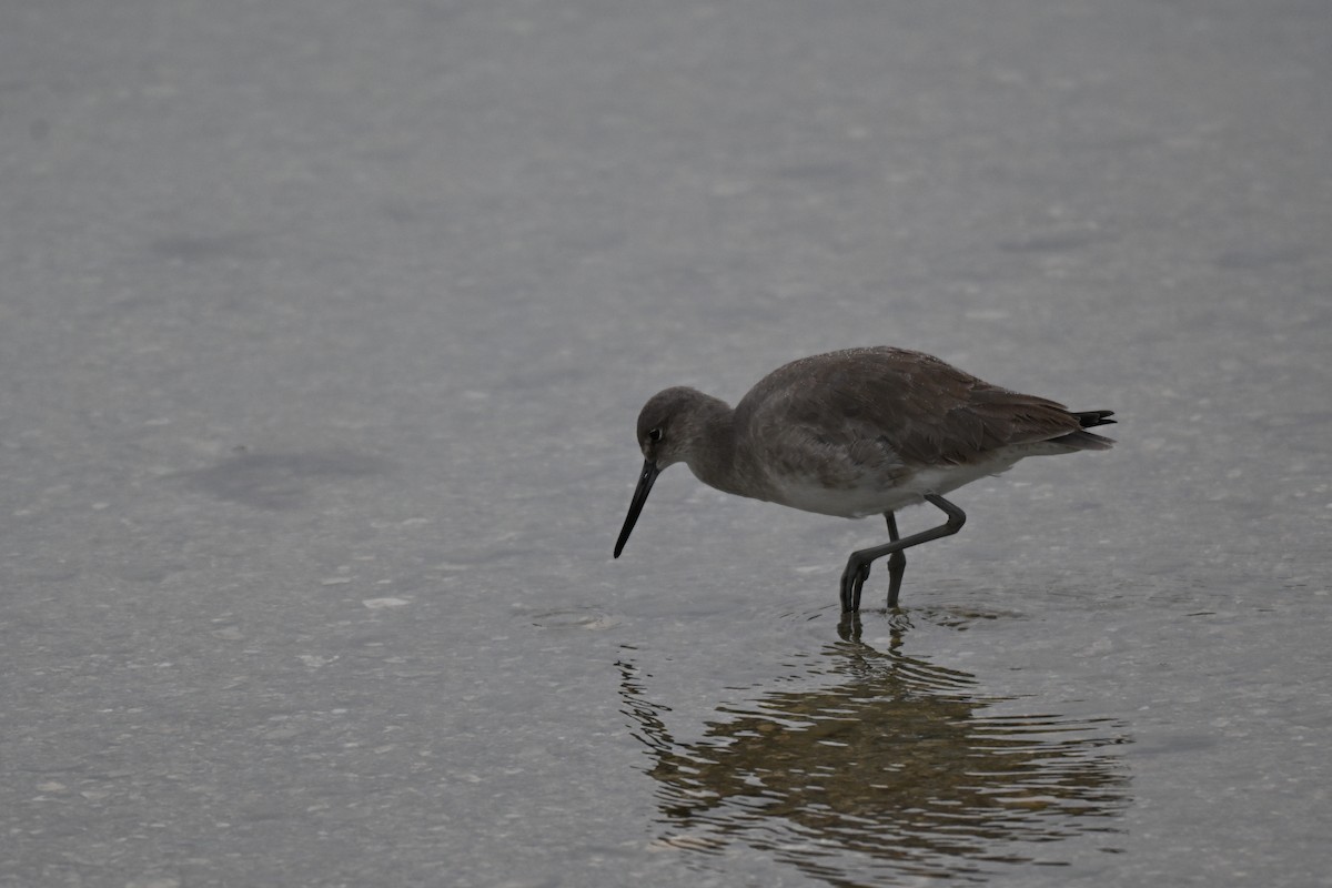 Willet - ML646324673