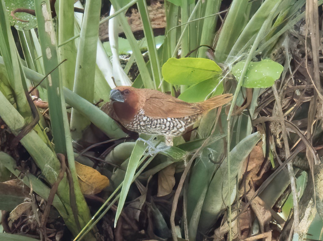 Scaly-breasted Munia - ML646324676