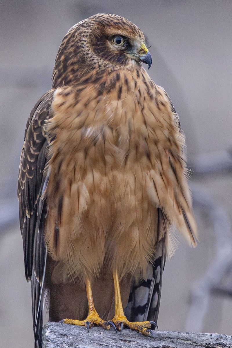Northern Harrier - ML646324678