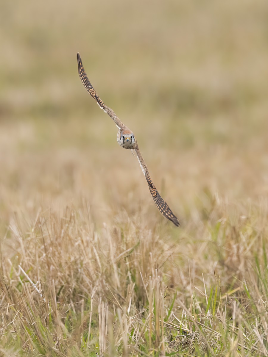 American Kestrel - ML646324681