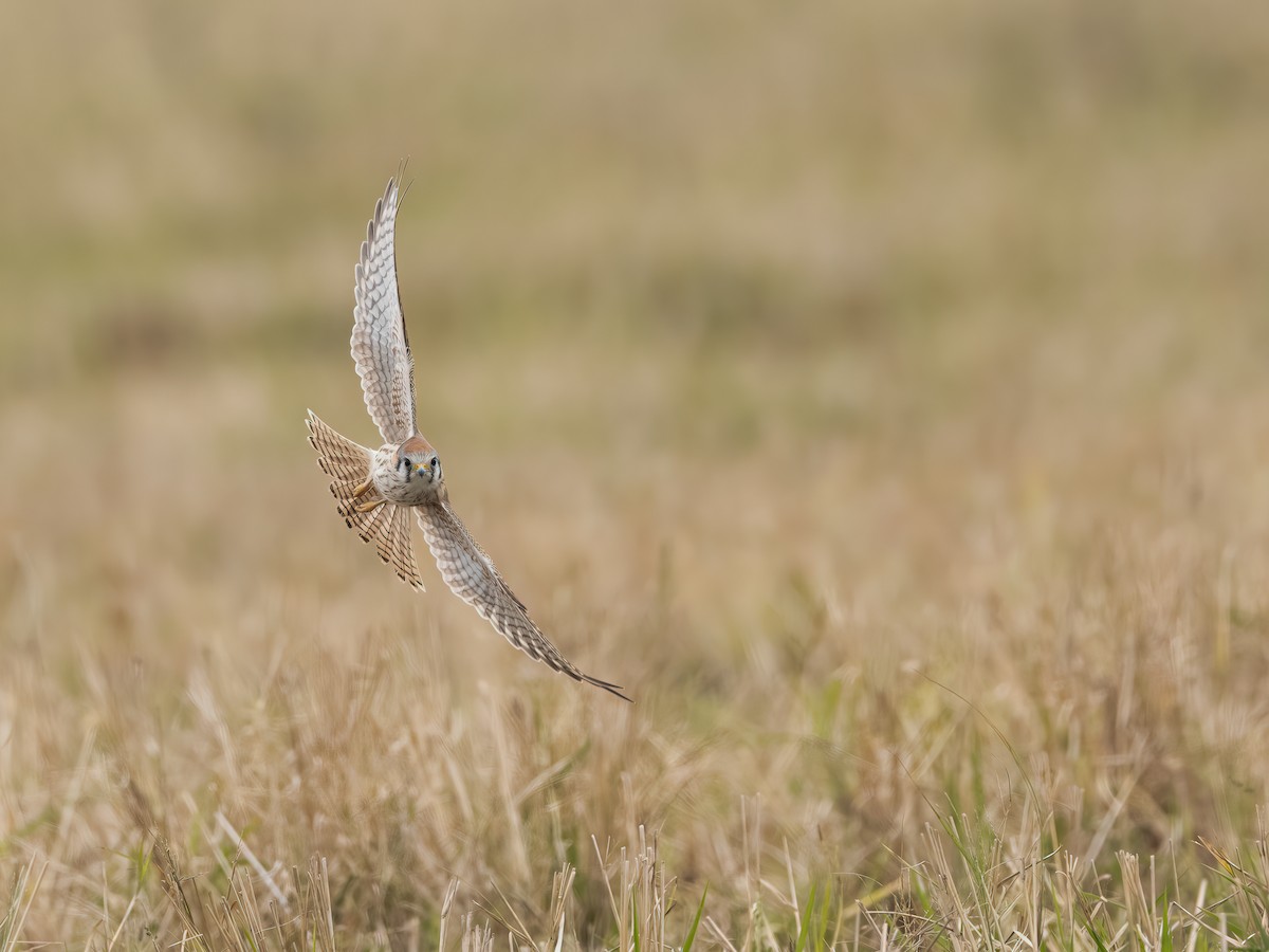 American Kestrel - ML646324682