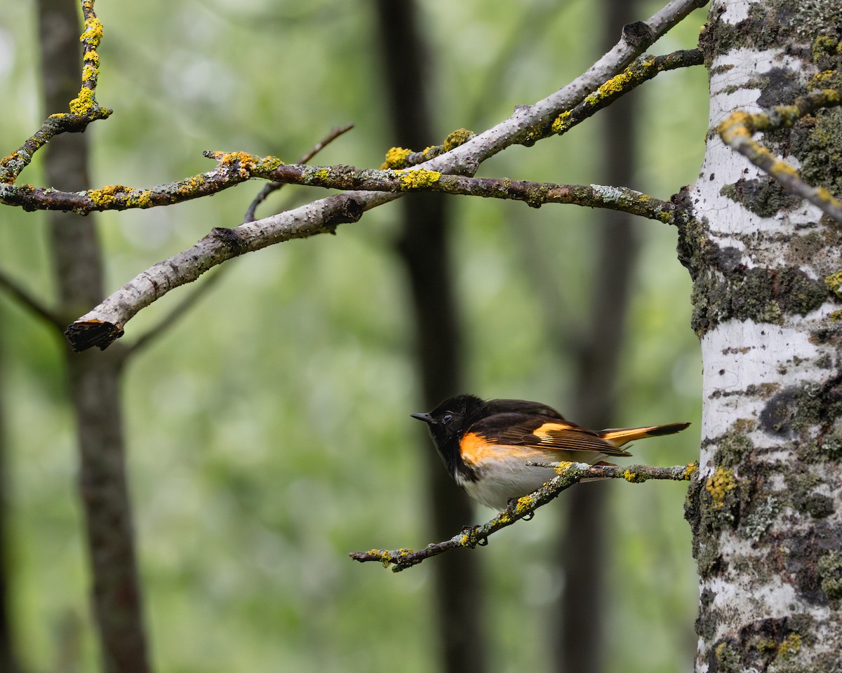 סבכון חכלילי - ML646324683