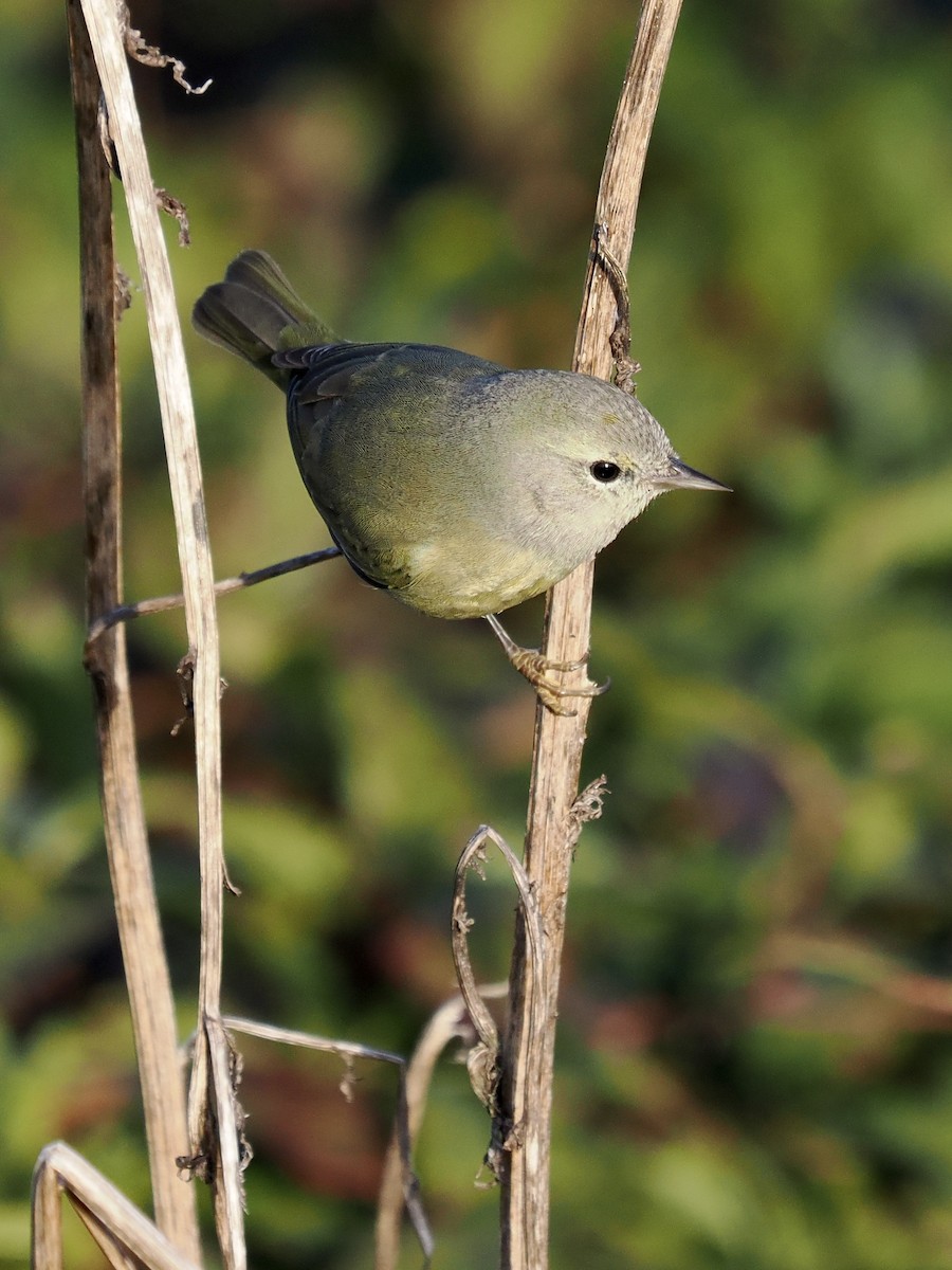 Orange-crowned Warbler - ML646324684