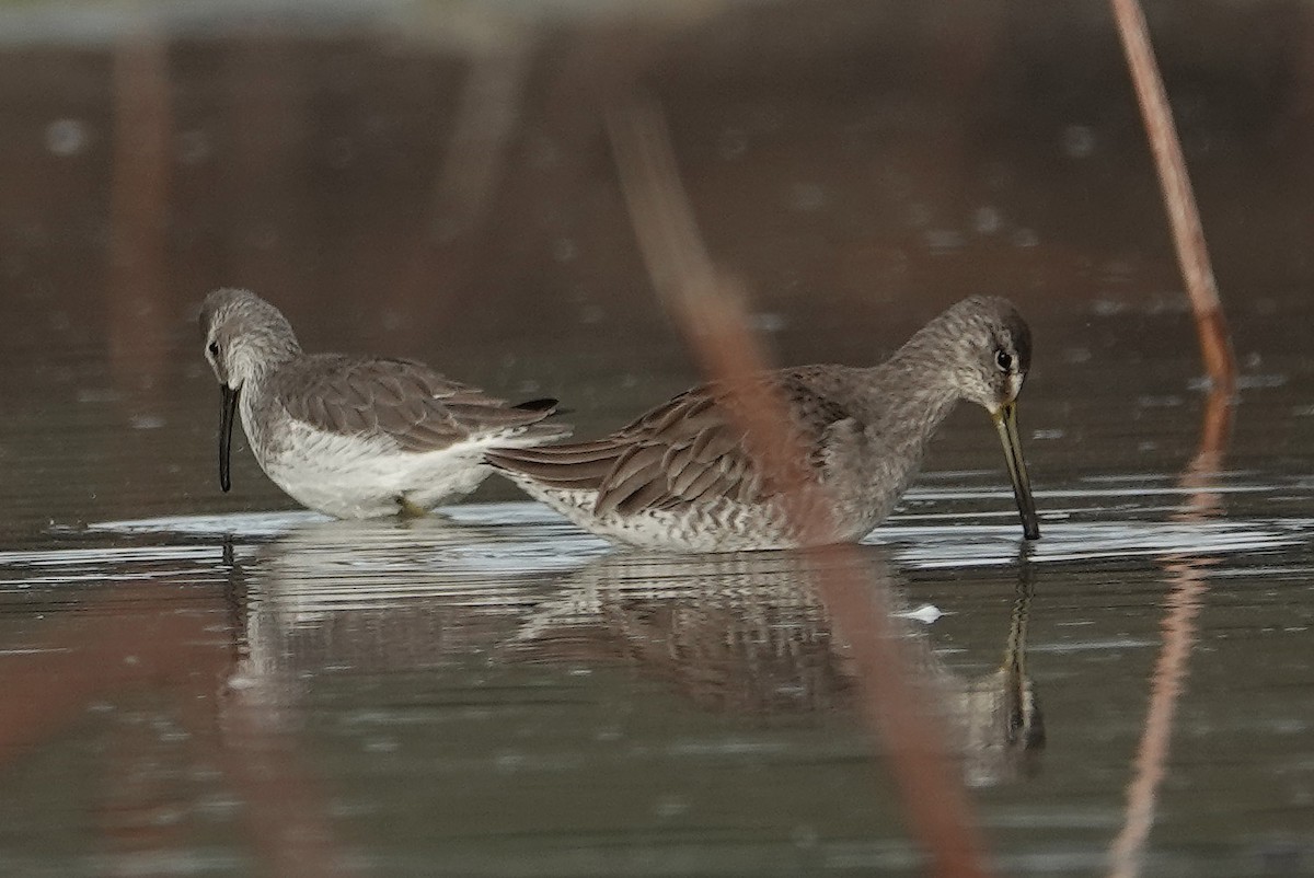 Long-billed Dowitcher - ML646324686