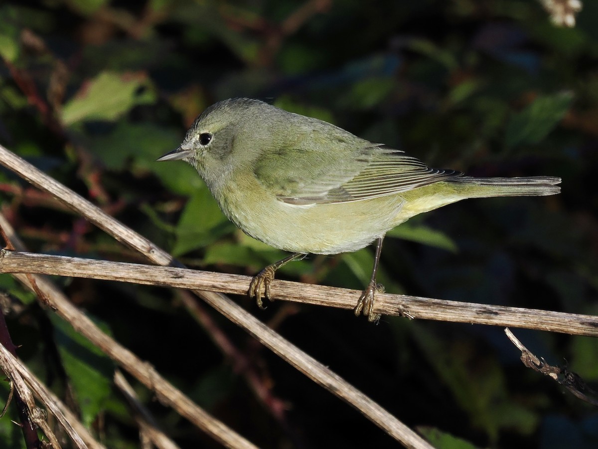 Orange-crowned Warbler - ML646324687