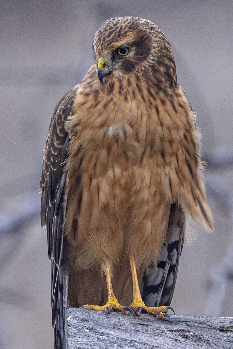 Northern Harrier - ML646324688