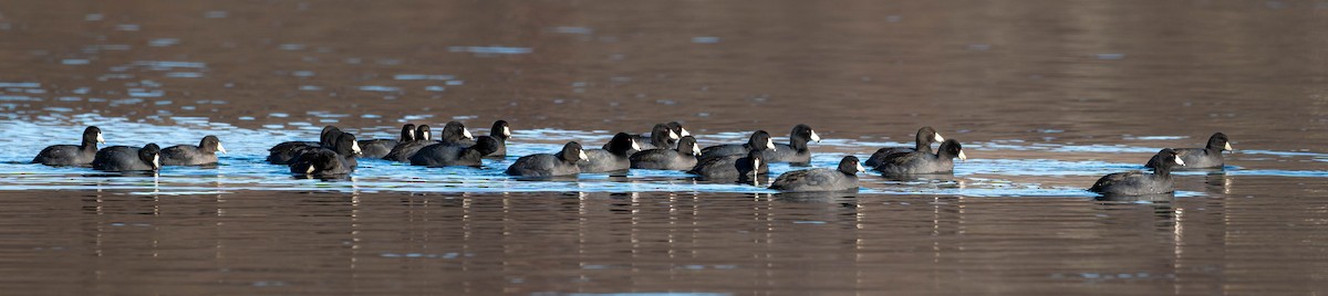 American Coot - ML646324696