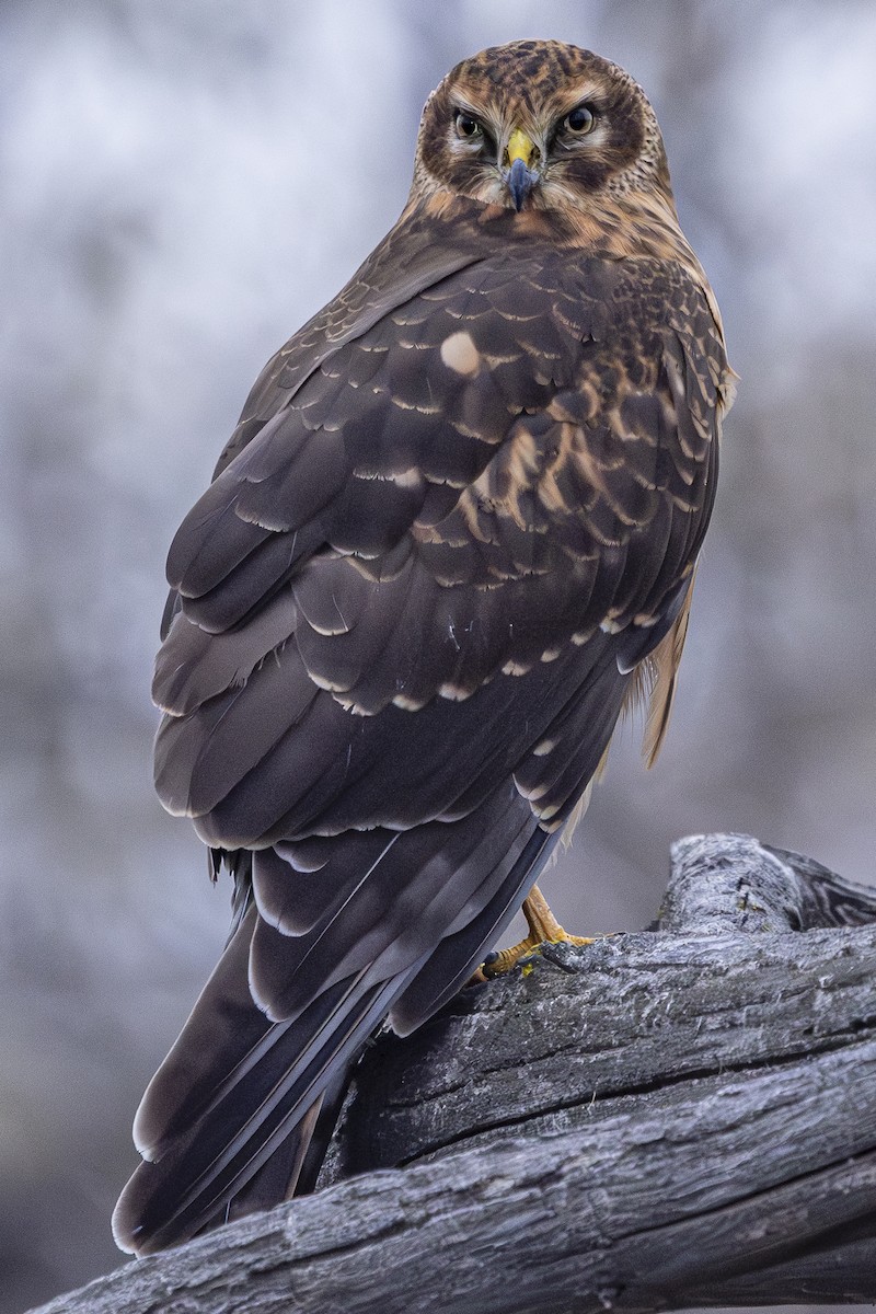 Northern Harrier - ML646324697