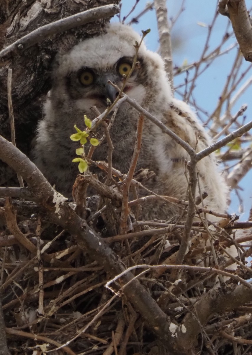 Great Horned Owl - ML646324698