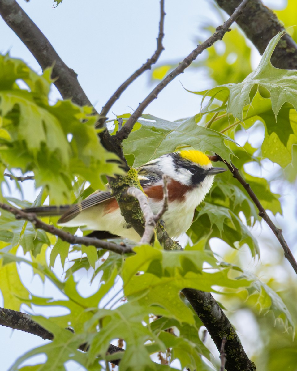 Chestnut-sided Warbler - ML646324700