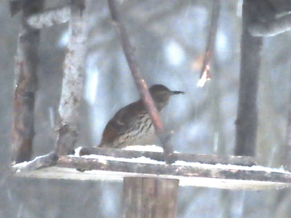 Brown Thrasher - ML646324701