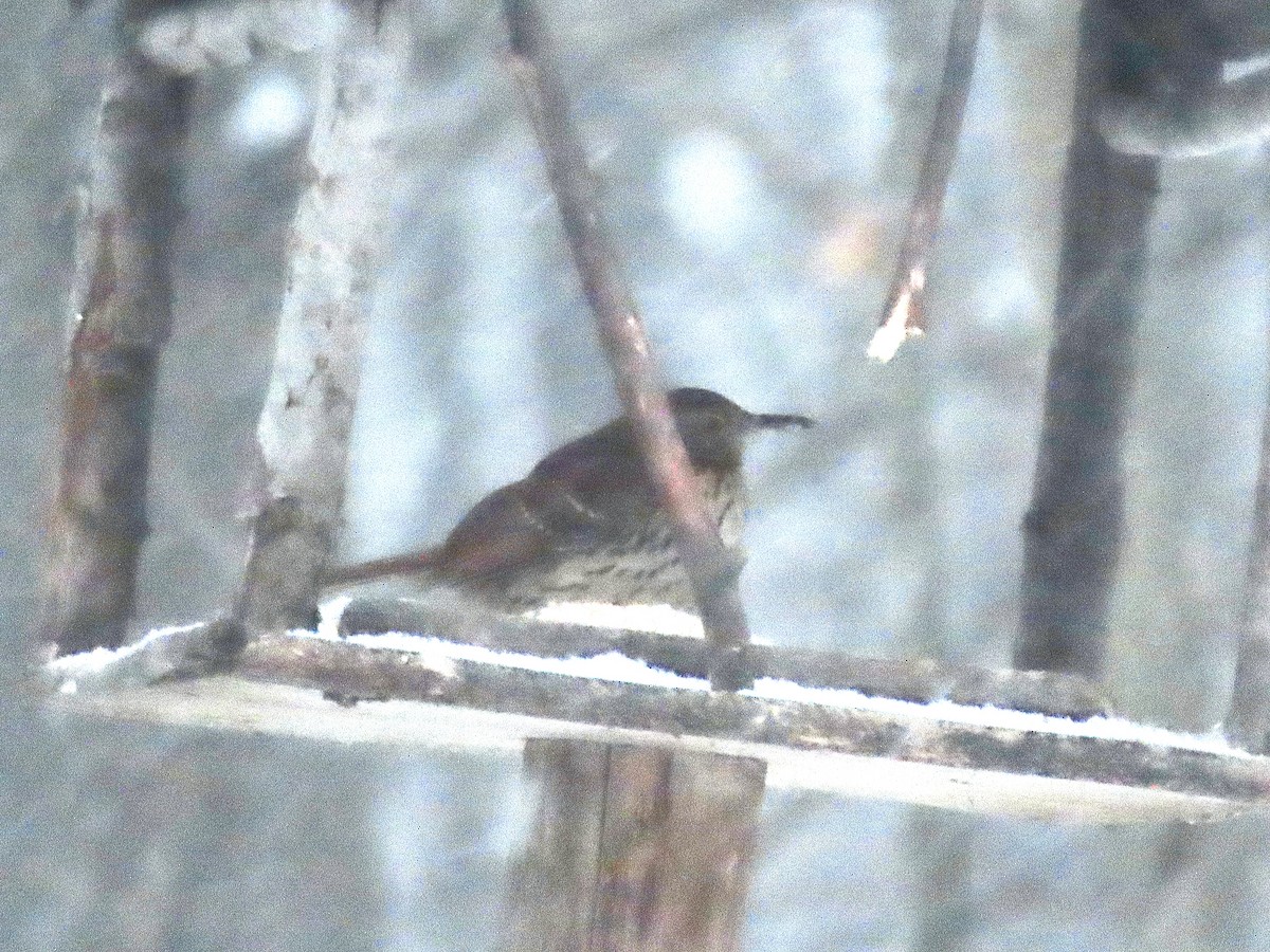 Brown Thrasher - ML646324702