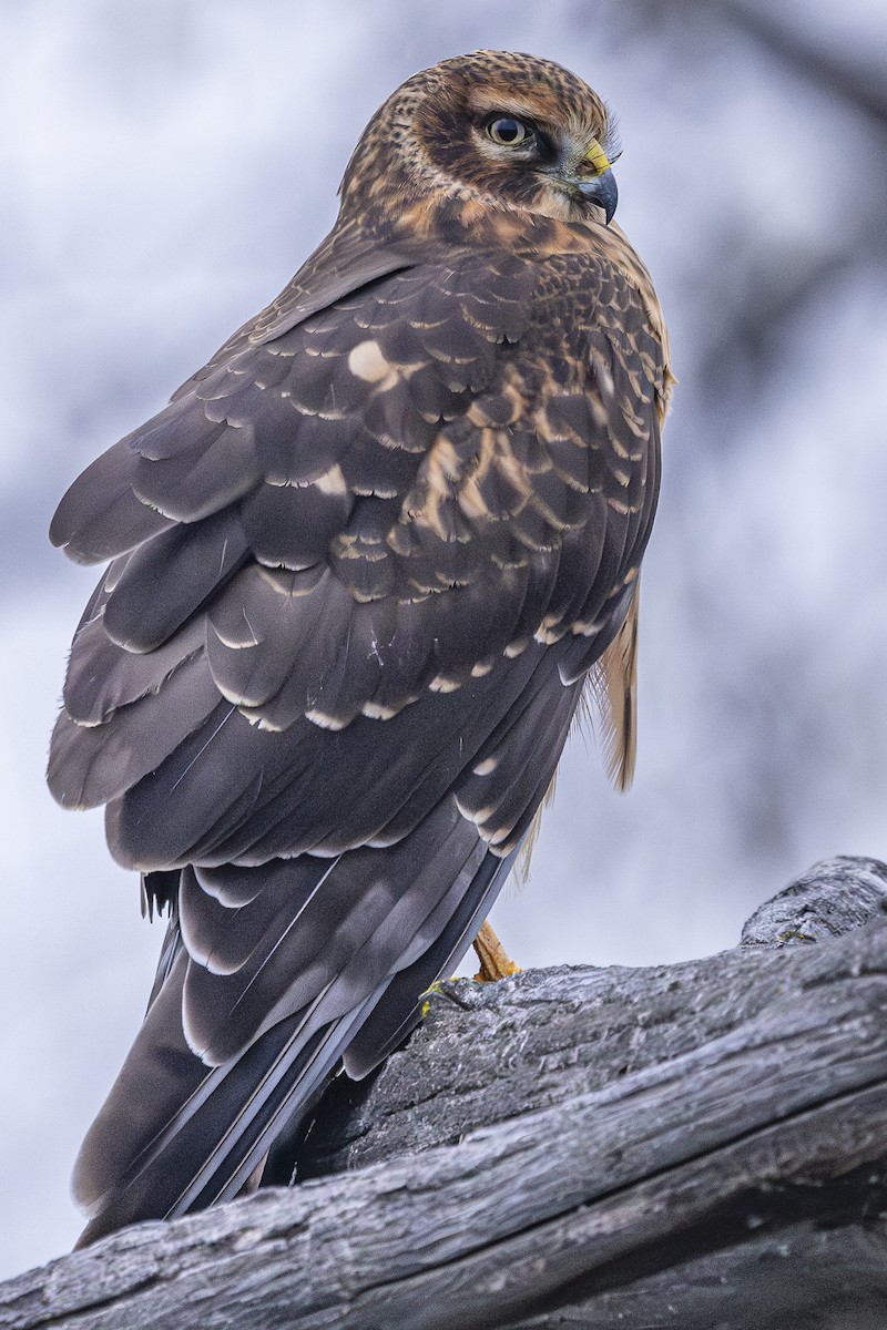 Northern Harrier - ML646324713