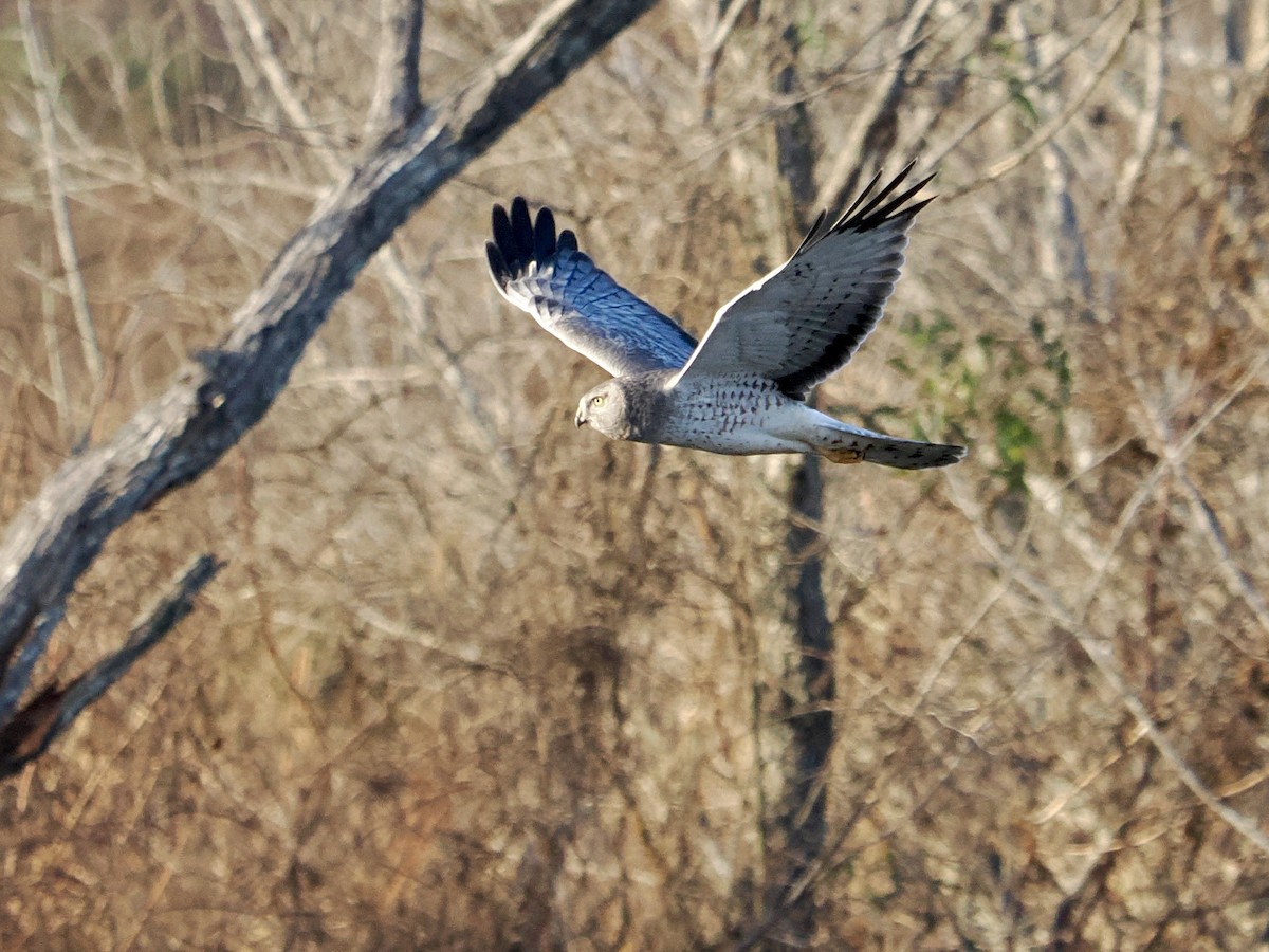 Northern Harrier - ML646324714