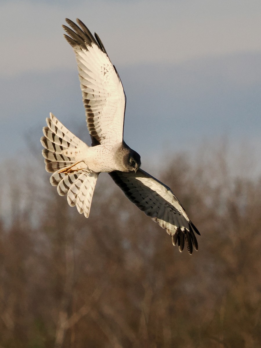 Northern Harrier - ML646324715