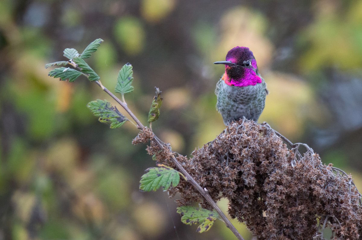 Anna's Hummingbird - ML646324716