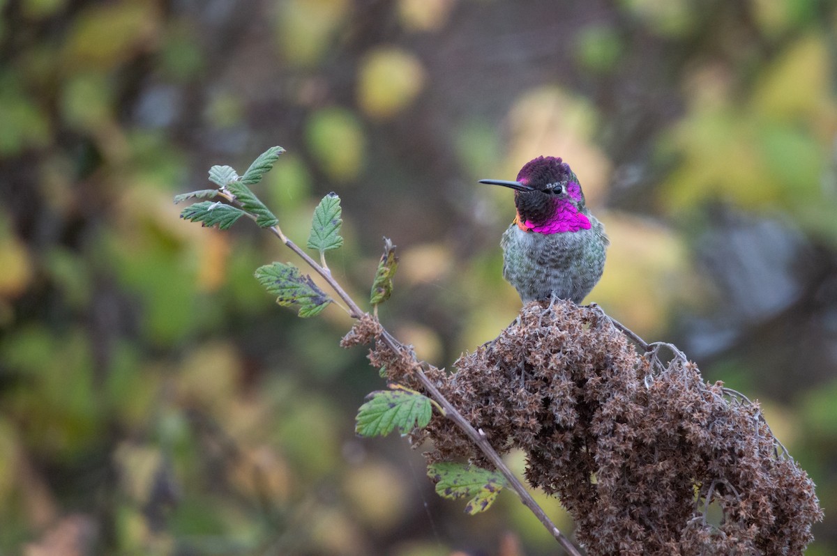 Anna's Hummingbird - ML646324718