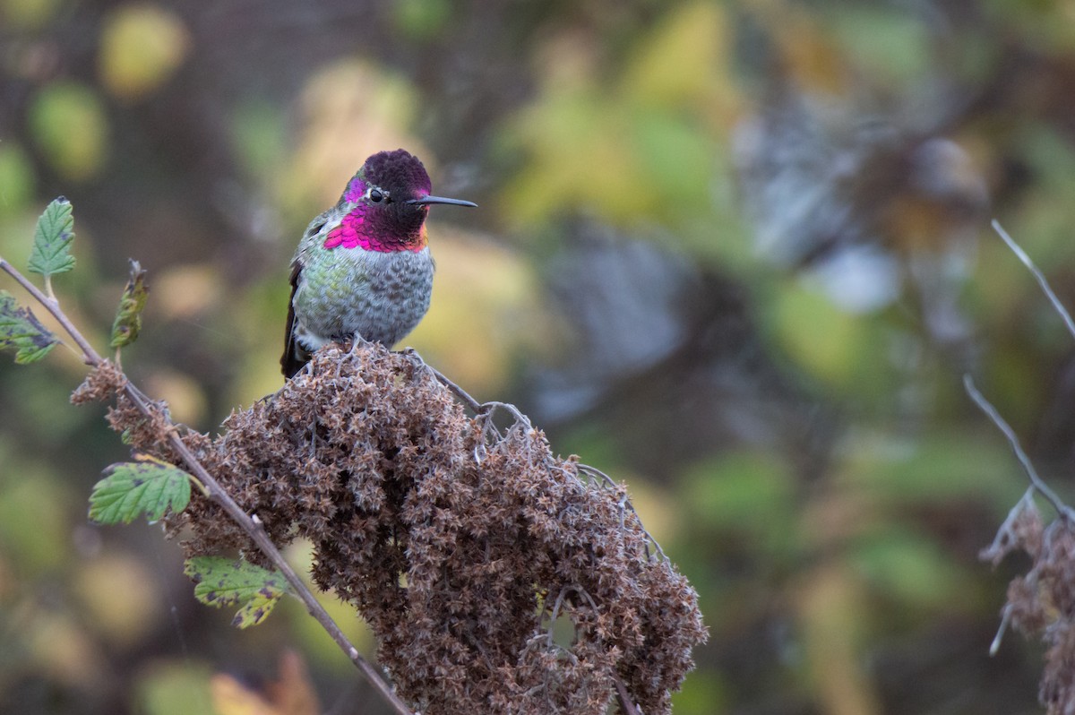 Anna's Hummingbird - ML646324719