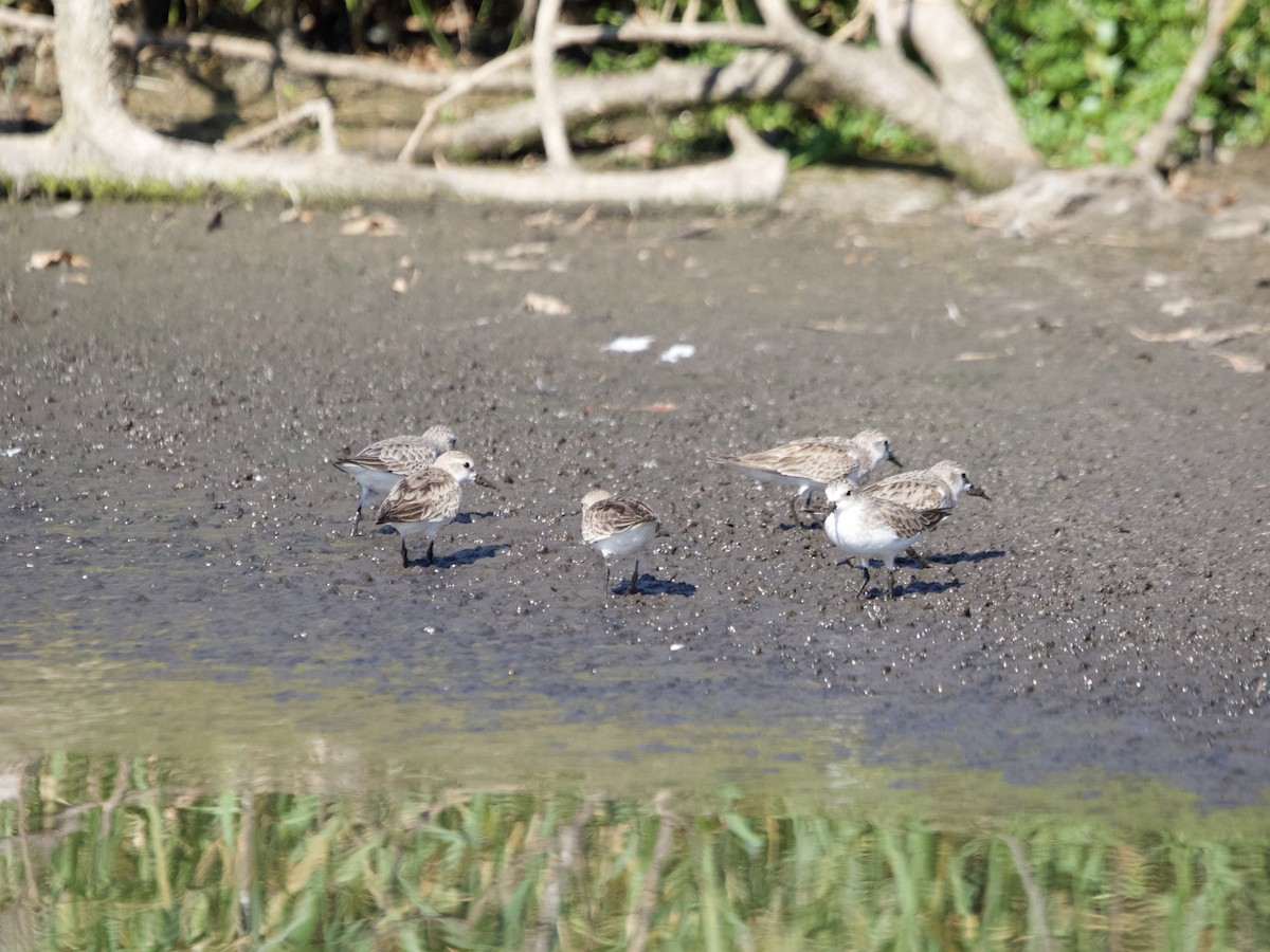 Red-necked Stint - ML646324722
