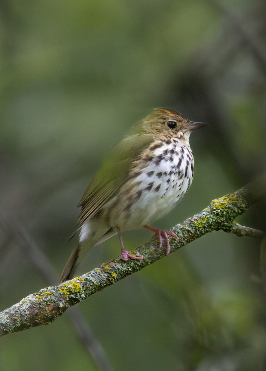 Ovenbird - ML646324725