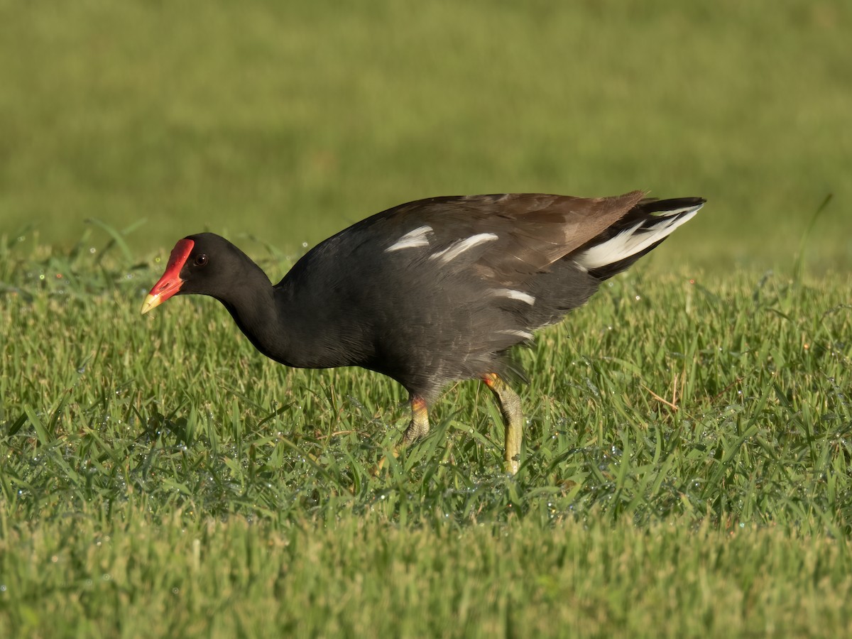 Common Gallinule - ML646324726