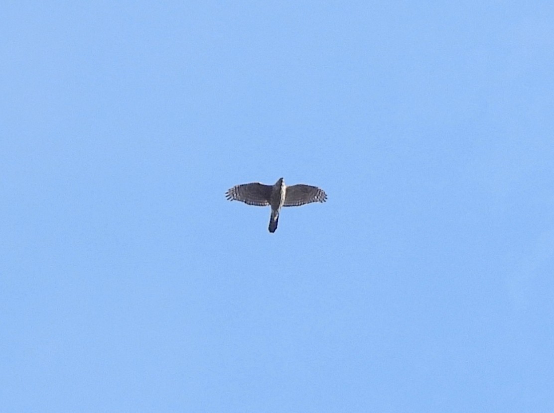 Cooper's Hawk - ML646324731