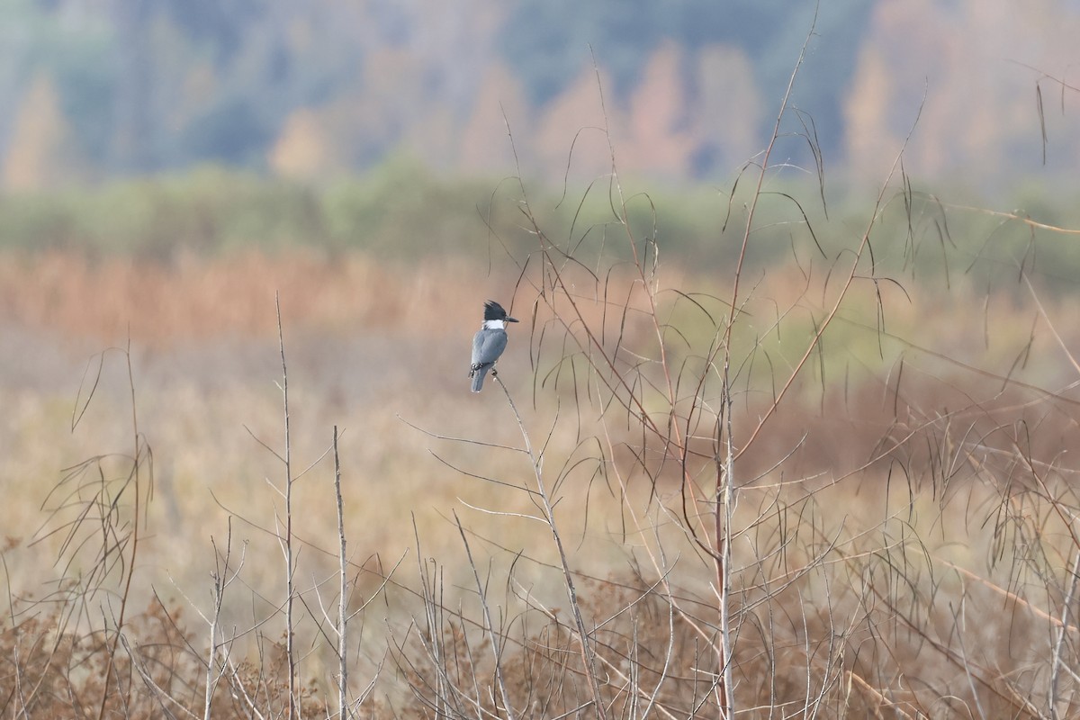 rybařík pruhoprsý - ML646324735