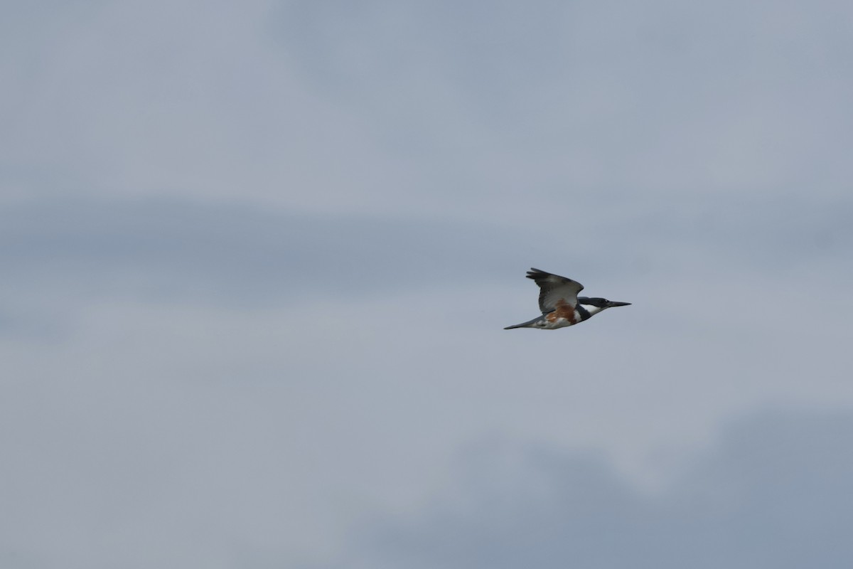 rybařík pruhoprsý - ML646324741