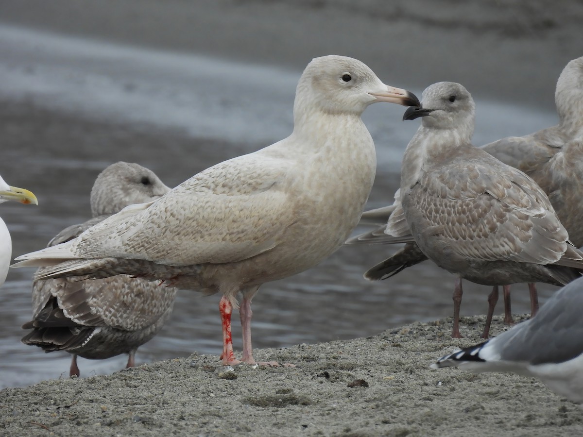 Glaucous Gull - ML646324742