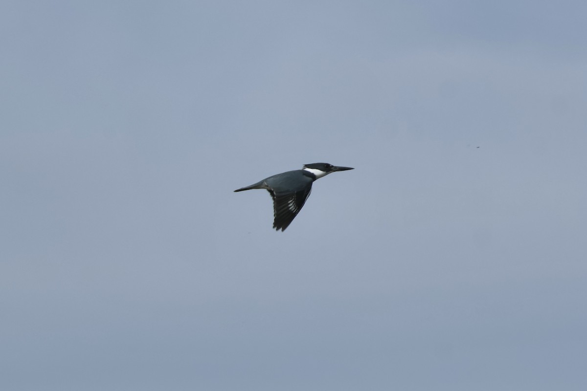 rybařík pruhoprsý - ML646324743