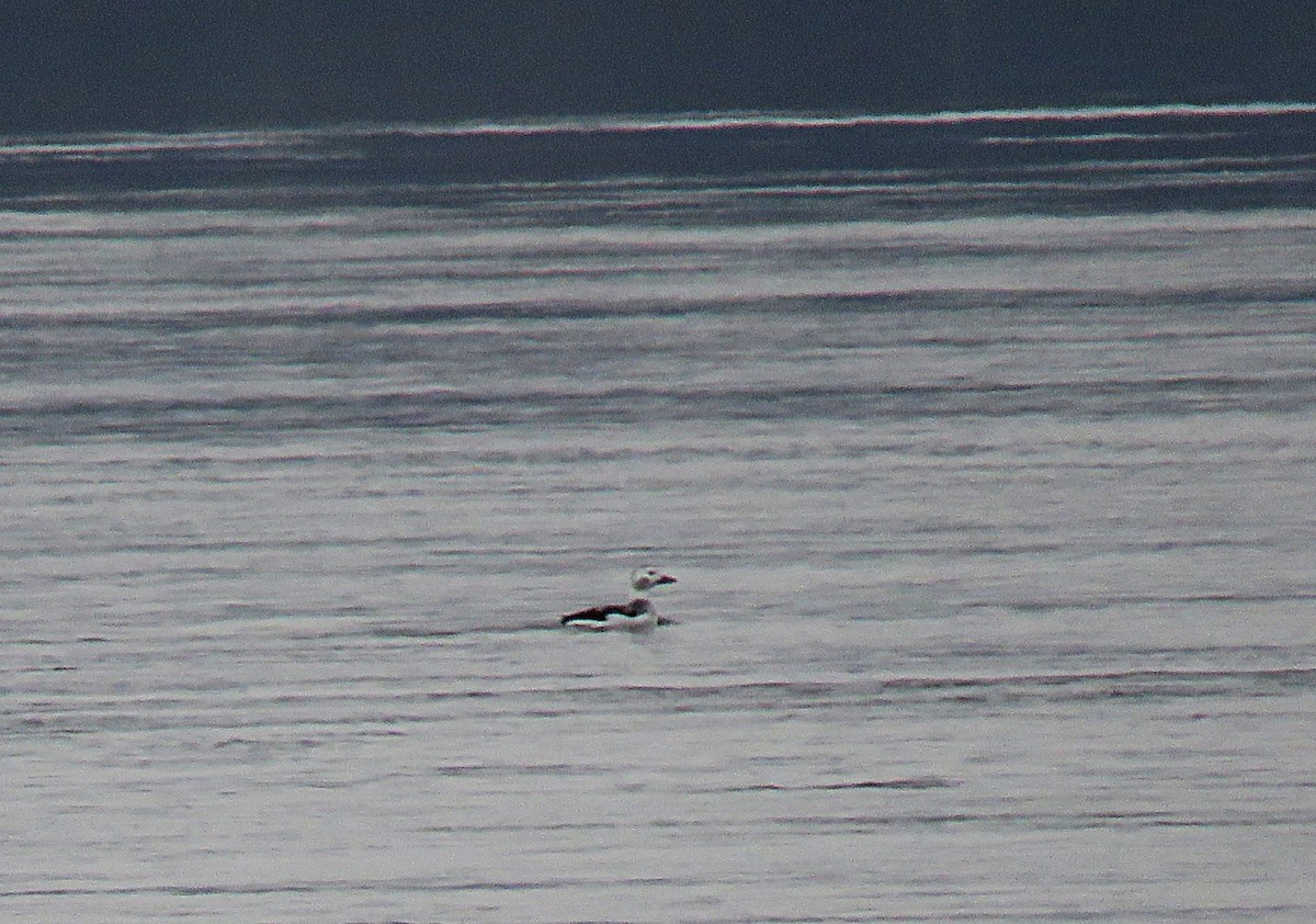 長尾鴨 - ML646324744