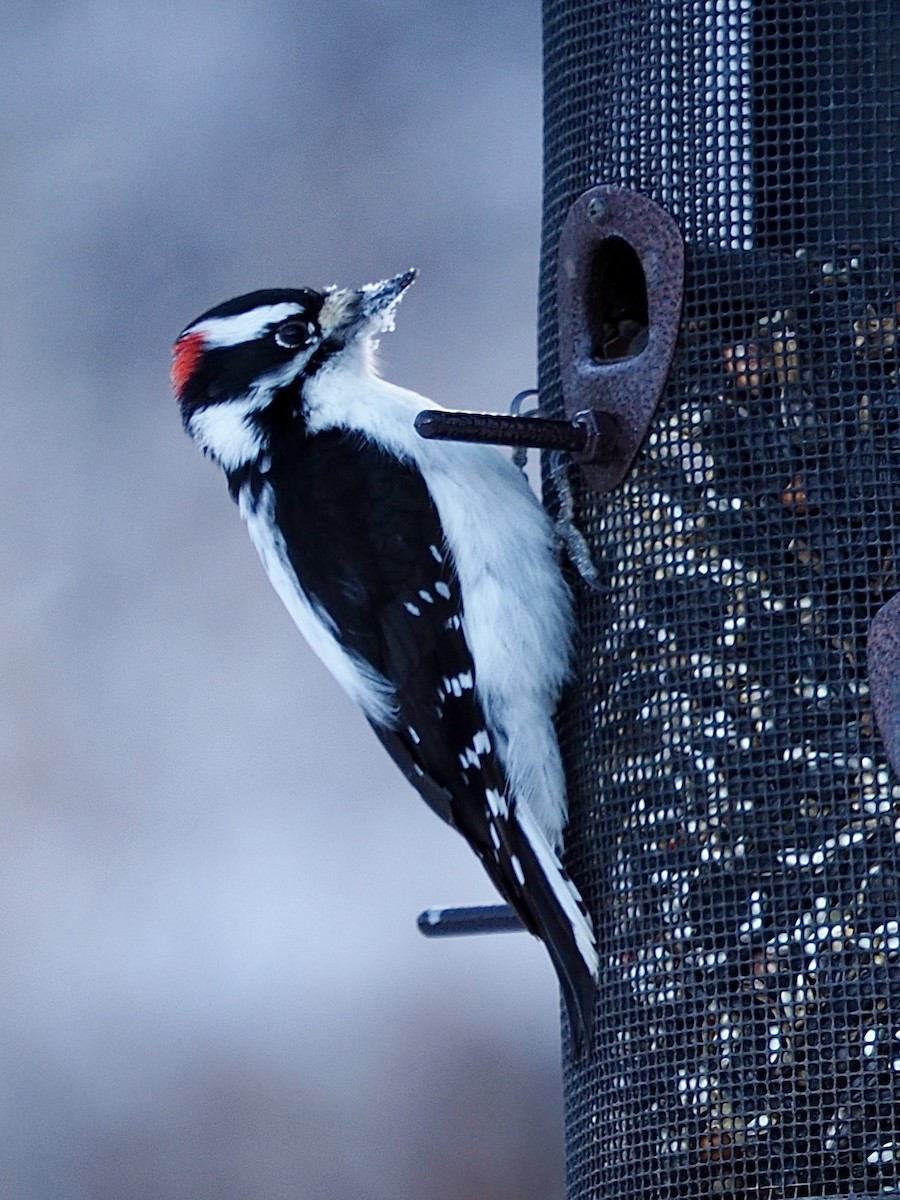 Downy Woodpecker - ML646324745