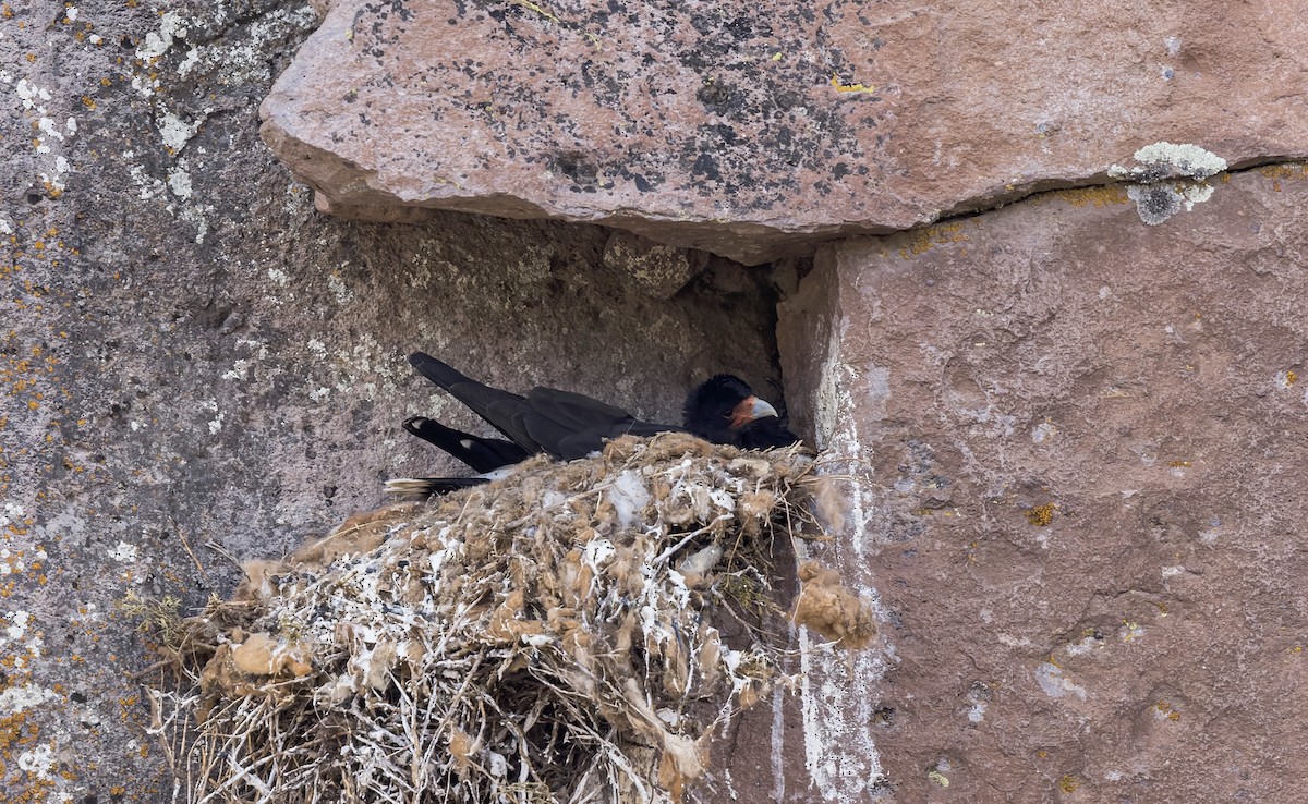 Mountain Caracara - ML646324747