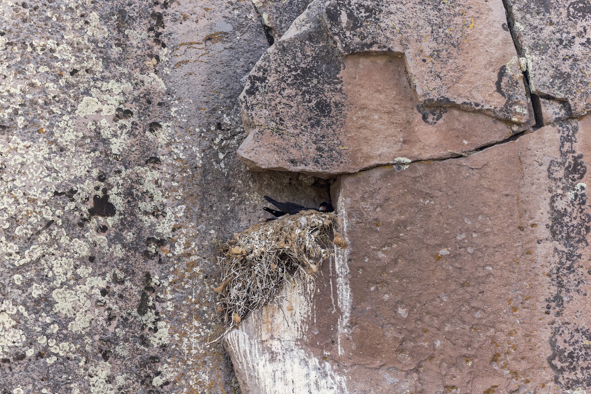 Mountain Caracara - ML646324748