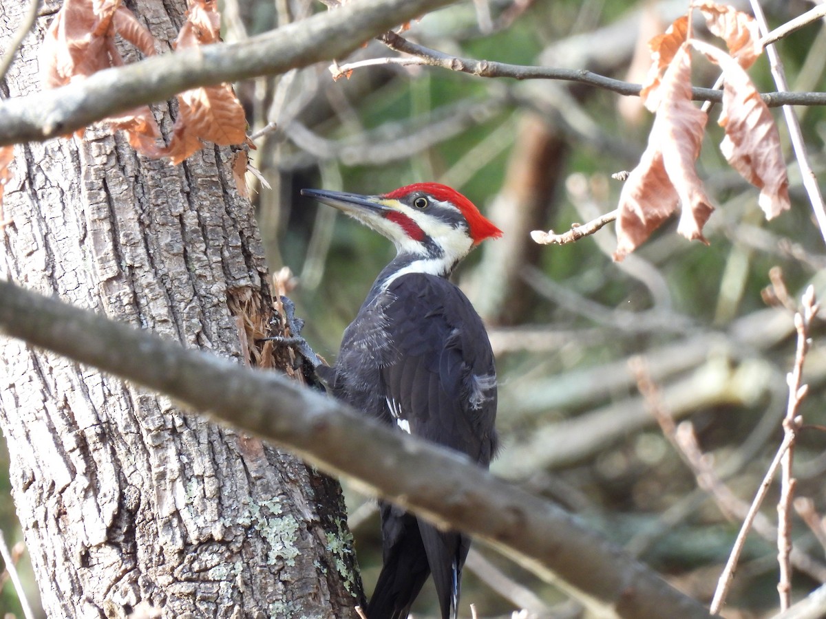 Pileated Woodpecker - ML646324749
